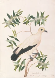 Pied Imperial Pigeon, aus Zeichnungen von Vögeln aus Malakka, ca. 1805-18
